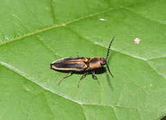 Megapenthes limbalis