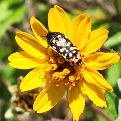 Acmaeodera paradisjuncta