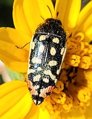 Acmaeodera paradisjuncta