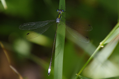 Lestes inaequalis