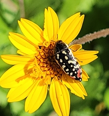 Acmaeodera paradisjuncta