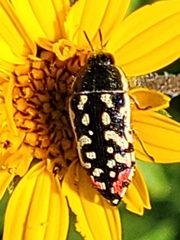 Acmaeodera paradisjuncta