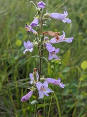 Penstemon gracilis