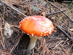 Amanita muscaria