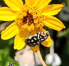 Acmaeodera paradisjuncta