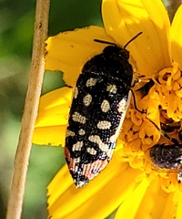 Acmaeodera paradisjuncta