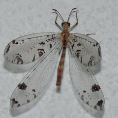 Dendroleon pantherinus