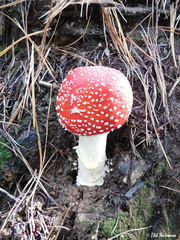 Amanita muscaria