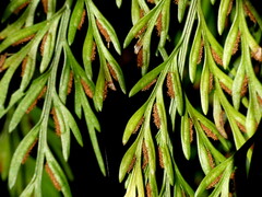 Asplenium appendiculatum