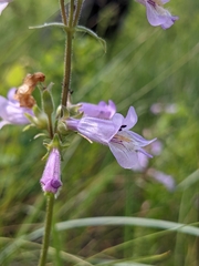 Penstemon gracilis