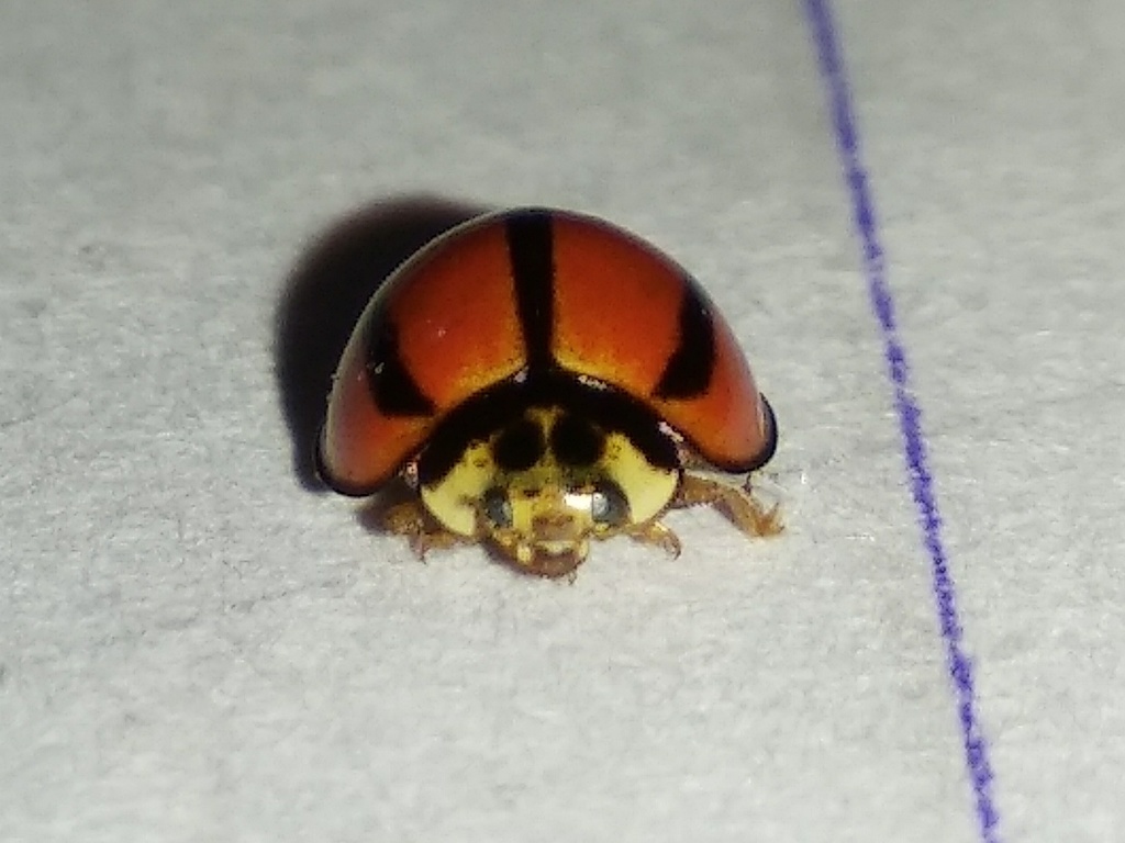 Micraspis univittata