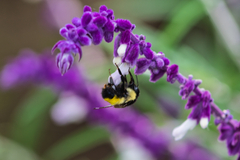 Bombus weisi