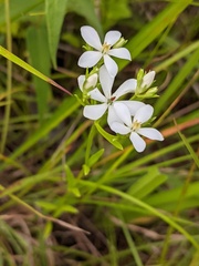 Sabatia quadrangula