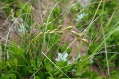Carex silicea