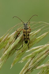 Typocerus octonotatus