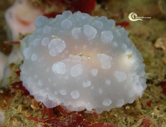 Doriopsilla pelseneeri