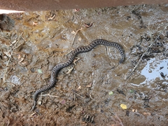 Vipera nikolskii