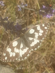 Melanargia galathea
