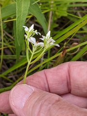 Sabatia quadrangula