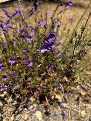 Penstemon heterophyllus australis