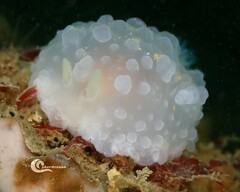 Doriopsilla pelseneeri