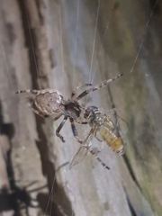 Nuctenea silvicultrix