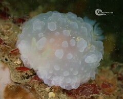 Doriopsilla pelseneeri