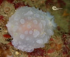 Doriopsilla pelseneeri