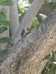 Melanerpes aurifrons