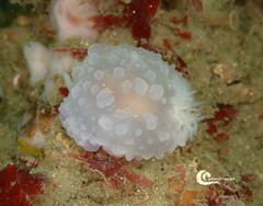 Doriopsilla pelseneeri