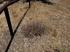 Penstemon heterophyllus australis