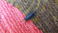 Okanagana occidentalis