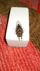Okanagana occidentalis