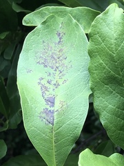 Cephaleuros virescens