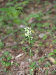 Platanthera lacera