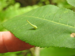 Caryomyia spinulosa