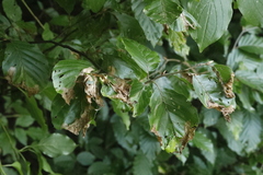 Orchestes fagi