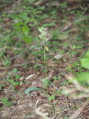 Platanthera lacera
