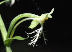 Platanthera lacera