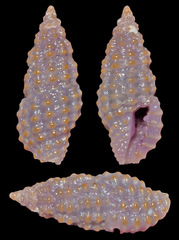 Pseudodaphnella santoa