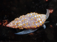 Pseudodaphnella santoa