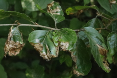 Orchestes fagi