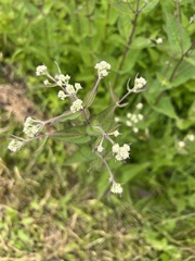 Eupatorium godfreyanum