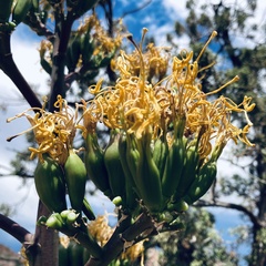 Agave chrysantha