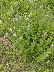 Eupatorium godfreyanum