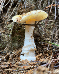 Amanita toxica