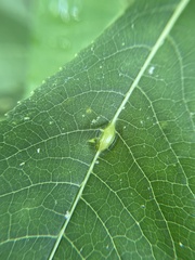 Neolasioptera vernoniae