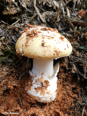 Amanita toxica