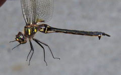 Somatochlora elongata