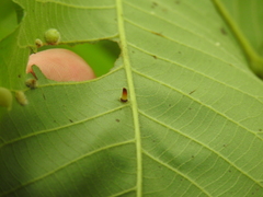 Caryomyia subulata